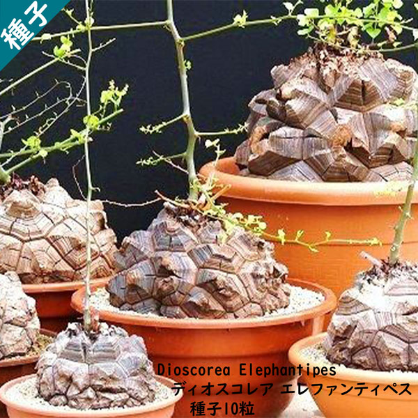 多肉植物 塊根植物 種子 種 ディオスコレア エレファンティペス Dioscorea Elephantipes 亀甲竜 ヤマノイモ属 種子 10粒