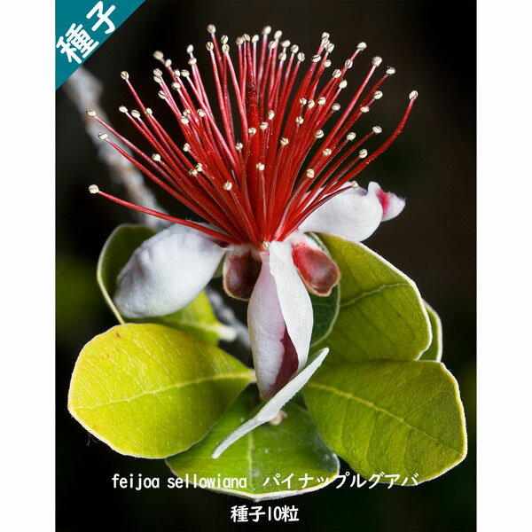 多肉植物 種子 種 Feijoa Sellowiana フェイジョア フィジョア パイナップル グアバ フトモモ科 種子 10粒