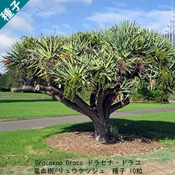 観葉植物 種子 種 Dracaena draco ドラセナ ドラコ 長寿の木 竜血樹 リュウケツジュ 種子 10粒