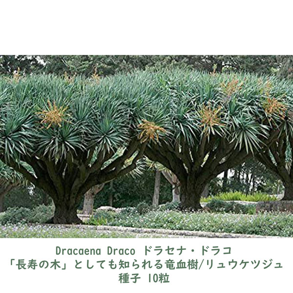 観葉植物 種子 種 Dracaena drac...の紹介画像3