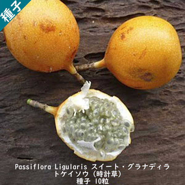 種子 種 Passiflora Ligularis スイート グラナディラ 耐寒性蔓性低木 トケイソウ 時計草 グリーンカーテン 種子 10粒