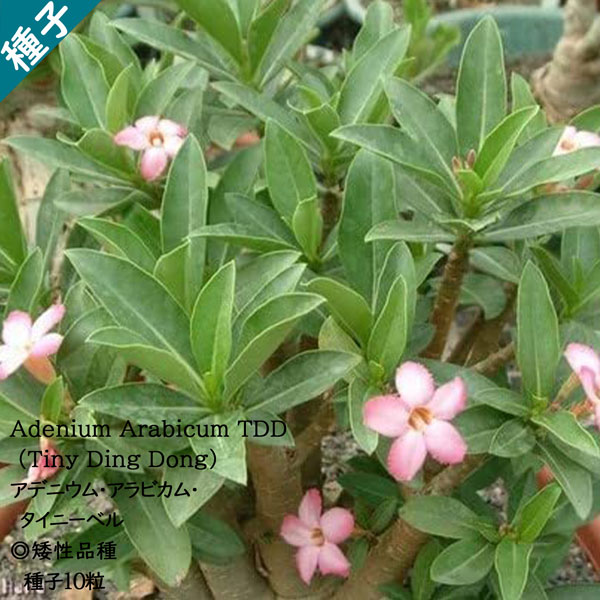 塊根植物 種子 キョウチクトウ科 Adenium Arabi