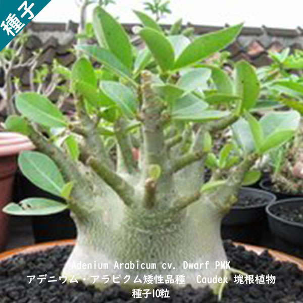 多肉植物 塊根植物 種子 Adenium Arabicum 