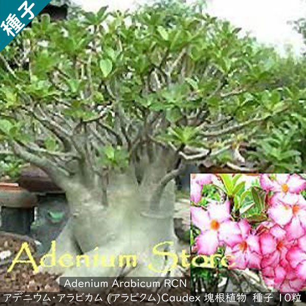 多肉植物 塊根植物 種子 矮性品種 Adenium Arab