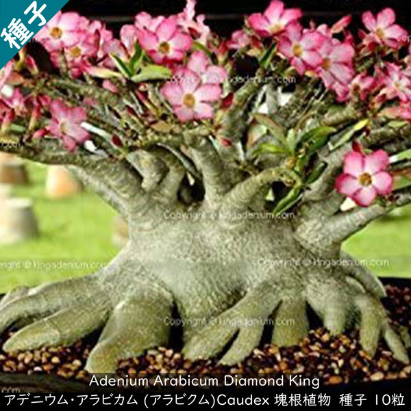 多肉植物 塊根植物 種子 矮性品種 Adenium Arabicum Diamond King アデニウム アラビクム ダイヤモンド キング 種子10粒