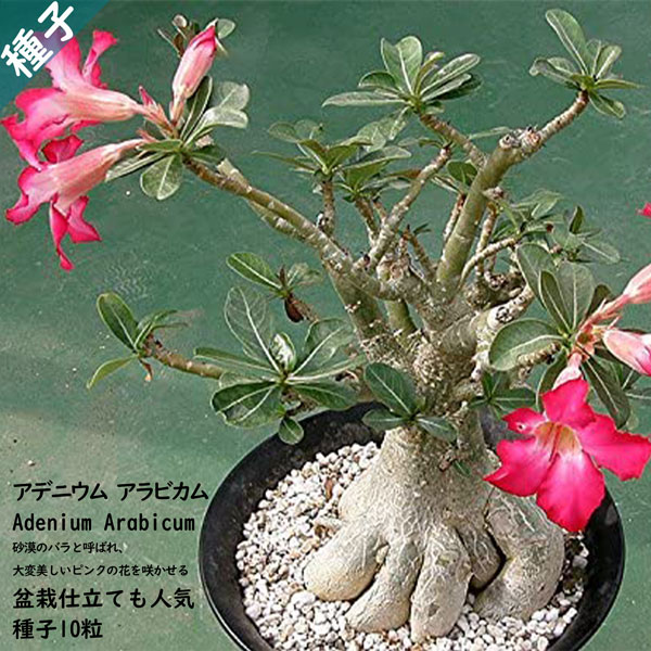 塊根植物 多肉植物 種子 種 盆栽 キョウチクトウ科 アデニ