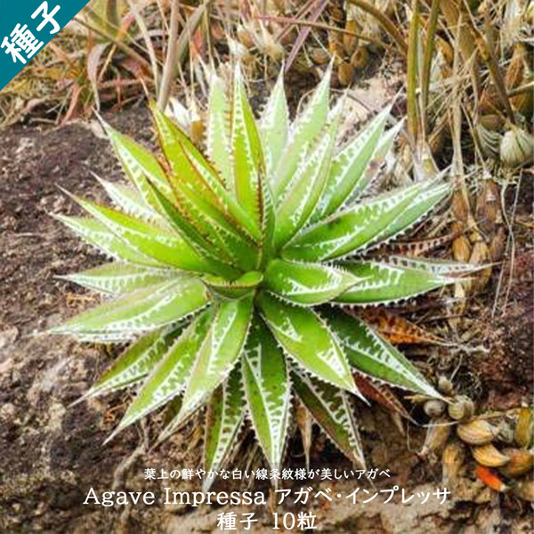 多肉植物 種子 種 ツルボラン科 リュウゼツラン属 線条紋様 Agave impressa アガベ インプレッサ 種子 10粒