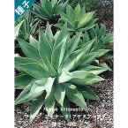 多肉植物 種子 種 アガベ アテナータ Agave Attenuata ツルボラン科 リュウゼツラン属 初緑 種子10粒