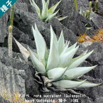 多肉植物 種子 種 ツルボラン科 リュウゼツラン属 Agave rare succulent Guiengola アガベ グイエンゴラ 種子10粒