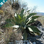 多肉植物 種子 種 ツルボラン科 リュウゼツラン属 Agave Marmorata アガベ マルモラータ 種子 10粒