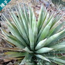 多肉植物 種子 種 ツルボラン科 リュウゼツラン属 Agave palmeri ssp. palmeri アガベ パルメリ 種子 10粒