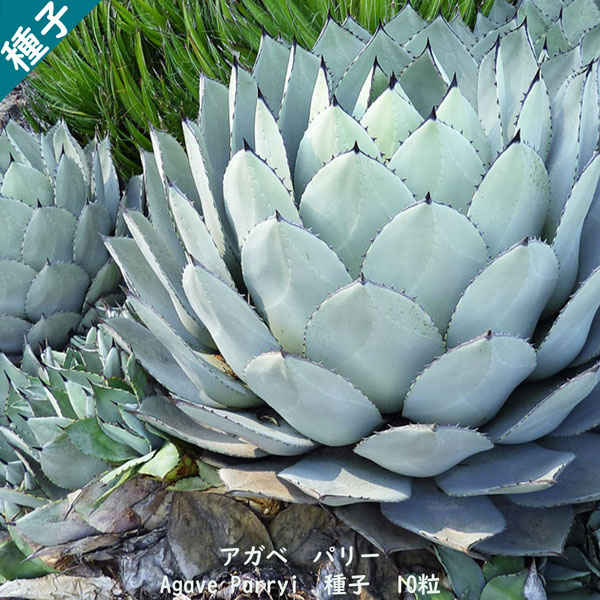 多肉植物 種子 種 吉祥天 ロゼット ツルボラン科 リュウゼツラン属 Agave parryi ssp. Parryi アガベ パリー 種子 10粒