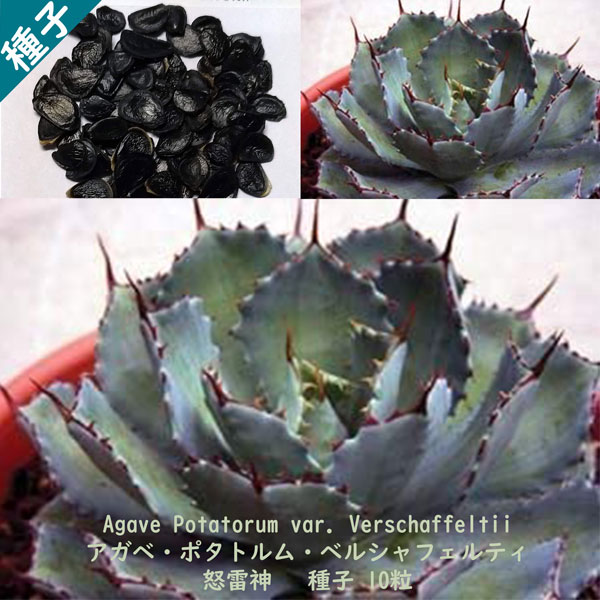 多肉植物 種子 種 怒雷神 Agave Potatorum var. Verschaffeltii アガベ ポタトルム・ベルシャフェルティ 種子 10粒