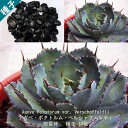 多肉植物 種子 種 怒雷神 Agave Potatorum var. Verschaffeltii アガベ ポタトルム ベルシャフェルティ 種子 10粒