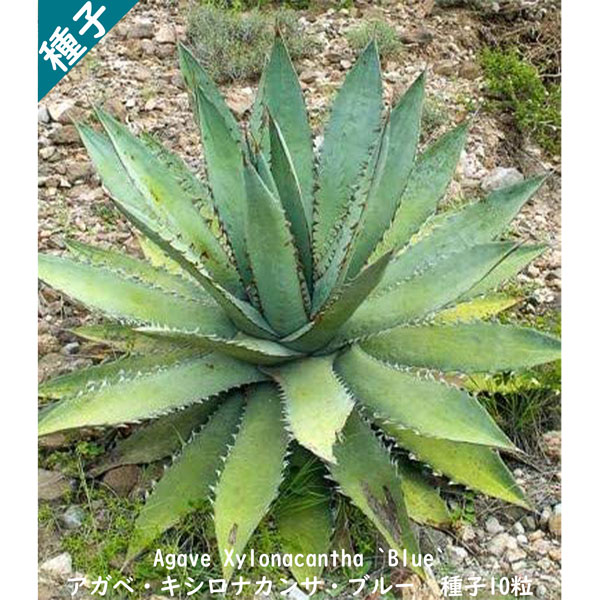 ¿ʪ   Ƹ ĥܥ 奦ĥ° Agave Xylonacantha `Blue`  ʥ ...