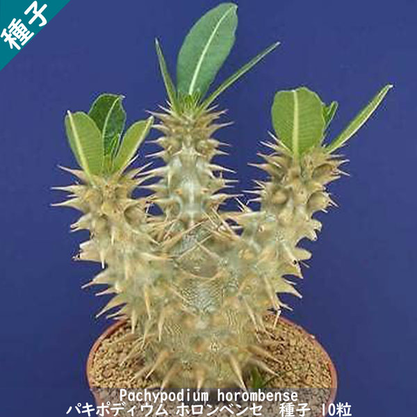 多肉植物 塊根植物 種子 種 Pachypodium Horombense パキポディウム ホロンベンセ マダガスカル 種子 10粒