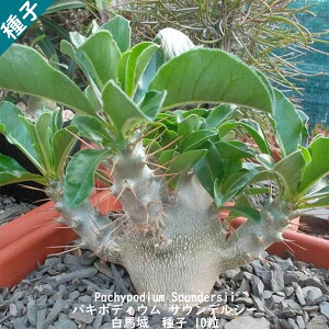 多肉植物 種子 種 Pachypodium Saundersii パキポディウム サウンデルシー 白馬城 種子 10粒