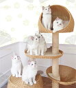 キャットタワー 無垢材 子猫 かわいい 大型猫 中型猫 収納 家具 猫ハウス 滑り止め 高さ160cm ペット ペットグッズ 猫用品 キャットタワー 据え置き ...
