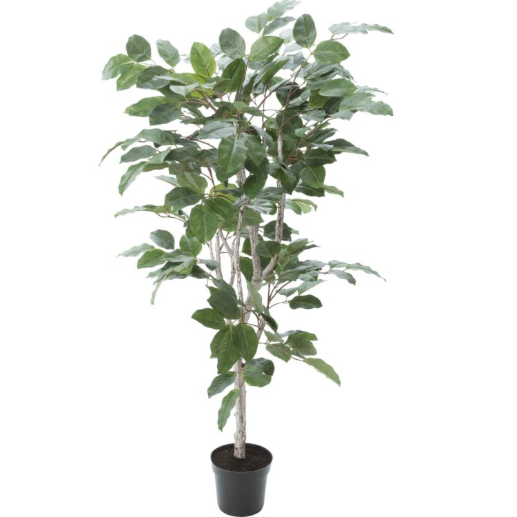 楽天市場】フィカス ベンガレンシス(人工観葉植物|造花・人工 楽天市場】フィカス ベンガレンシス(人工観葉植物|造花・人工