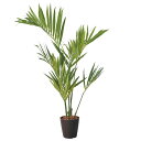 ケンチャヤシ 150cm ブラックポット|GLPS-1528BKS アーティフィシャルグリーン 人工観葉植物 鉢付きグリーン 造花 おしゃれ 上質 上品 高級 ...