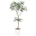 フイリパキラ1.8m|GLPT-200 アーティフィシャルグリーン 人工観葉植物 鉢付きグリーン 造花 おしゃれ 上質 上品 高級 ゴージャス リビング サロン...