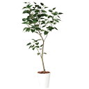 インドボダイジュ1.8m|GLPT-216 アーティフィシャルグリーン 人工観葉植物 鉢付きグリーン 造花 おしゃれ 上質 上品 高級 ゴージャス リビング サ...