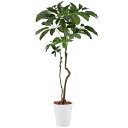ブラッサイア1.7cm|GLPT-220 アーティフィシャルグリーン 人工観葉植物 鉢付きグリーン 造花 おしゃれ 上質 上品 高級 ゴージャス リビング サロ...