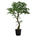 ベンジャミナスプラッシュコアッド2.3m|GLPT-228 アーティフィシャルグリーン 人工観葉植物 鉢付きグリーン 造花 おしゃれ 上質 上品 高級 ゴージャ...