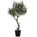 ライブオリーブコアッド2.5m|GLPT-230 アーティフィシャルグリーン 人工観葉植物 鉢付きグリーン 造花 おしゃれ 上質 上品 高級 ゴージャス リビン...