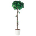 フィッカスベンジャミナシングル W70×H200cm|TK91238 アーティフィシャルグリーン 人工観葉植物 鉢付きグリーン 造花 おしゃれ 上質 上品 高級...