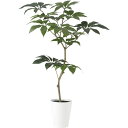 ツピダンサス FST W90×H150cm|TK91603 アーティフィシャルグリーン 人工観葉植物 鉢付きグリーン 造花 おしゃれ 上質 上品 高級 ゴージャ...