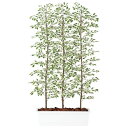 ベンジャミナスターライトパーテーション W100×D50×H200cm|TK91612 アーティフィシャルグリーン 人工観葉植物 鉢付きグリーン 造花 おしゃれ...