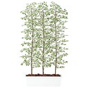 ベンジャミナスターライトパーテーション W100×D50×H180cm|TK91613 アーティフィシャルグリーン 人工観葉植物 鉢付きグリーン 造花 おしゃれ...