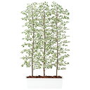ベンジャミナスターライトパーテーション W100×D50×H150cm|TK91614 アーティフィシャルグリーン 人工観葉植物 鉢付きグリーン 造花 おしゃれ...