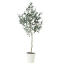 ブラックオリーブ FST W80×H180cm|TK91626 アーティフィシャルグリーン 人工観葉植物 鉢付きグリーン 造花 おしゃれ 上質 上品 高級 ゴー...