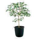 ヤマモミジ GREEN FST W70×H100cm|TK91761 アーティフィシャルグリーン 人工観葉植物 鉢付きグリーン 造花 おしゃれ 上質 上品 高級...