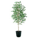 ヤマモミジ 緑 W70×H150cm|TK91767 アーティフィシャルグリーン 人工観葉植物 鉢付きグリーン 造花 おしゃれ 上質 上品 高級 ゴージャス リ...
