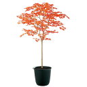 ヤマモミジ RED FST W110×H180cm|TK91768 アーティフィシャルグリーン 人工観葉植物 鉢付きグリーン 造花 おしゃれ 上質 上品 高級 ...