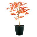 ヤマモミジ RED FST W70×H100cm|TK91770 アーティフィシャルグリーン 人工観葉植物 鉢付きグリーン 造花 おしゃれ 上質 上品 高級 ゴ...