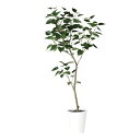 インドボダイジュ FST W80×H180cm|TK91855 アーティフィシャルグリーン 人工観葉植物 鉢付きグリーン 造花 おしゃれ 上質 上品 高級 ゴー...