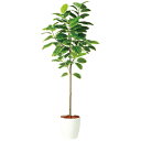 アルテシマ FST W70×H200cm|TK98926 アーティフィシャルグリーン 人工観葉植物 鉢付きグリーン 造花 おしゃれ 上質 上品 高級 ゴージャス...