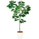 ウンベラータ FST W110×H180cm|TK99100 アーティフィシャルグリーン 人工観葉植物 鉢付きグリーン 造花 おしゃれ 上質 上品 高級 ゴージ...