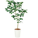 ベンガルボダイジュ FST W110×H180cm|TK99114 アーティフィシャルグリーン 人工観葉植物 鉢付きグリーン 造花 おしゃれ 上質 上品 高級 ...