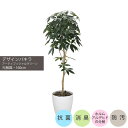 デザインパキラ 160cm|GLPA-039 アーティフィシャルグリーン 人工観葉植物 鉢付きグリーン 可視光応答型光触媒「V-CAT Tree」 造花 おしゃ...