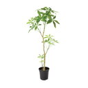 パキラポット 117cm|グリーン アーティフィシャルグリーン 人工観葉植物 人工樹木 簡易鉢付きグリーン グリーン 造花 おしゃれ 上質 上品 高級 ゴージャ...