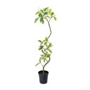 ツイストアルテシマポット 122cm|グリーン アーティフィシャルグリーン 人工観葉植物 人工樹木 簡易鉢付きグリーン グリーン 造花 おしゃれ 上質 上品 高...
