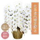 【北海道(旭川市・札幌市・富良野市限定/他地域要相談)限定配送】スタンダード胡蝶蘭 白大輪 5本立70輪以上お祝い ギフト