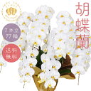 スタンダード胡蝶蘭 白大輪 7本立77輪以上 画像配信あり お祝い ギフト ビジネス 開店祝い 開業祝い 周年祝い 就任祝い 竣工祝い 豪華 花 贈り物