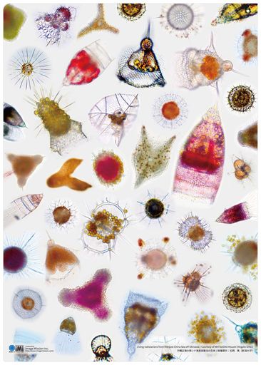 イメージミッション木鏡社放散虫クリアファイルBCFR0002