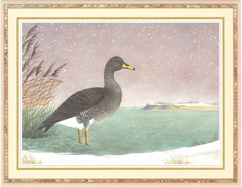Caspari カスパリ 輸入 クリスマスカード 多目的 二つ折り おしゃれ アメリカ 高級感 高品質 シーズングリーティング スイスプリント 冬 寒中見舞い 季節のお便り 鳥 雁 ハイイロガン マガン Winter Lake 大きめ 定形外